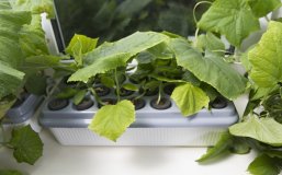 Домашняя чудо-грядка "Здоровья клад"